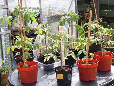 Tomatoes 