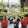 Tomatoes 