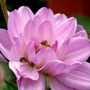 Waterlily_dahlia