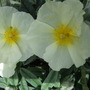 Helianthemum 'Wisley White' (Helianthemum nummularium)