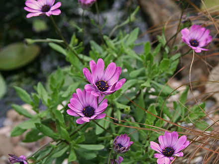 osteospermum in dark pink