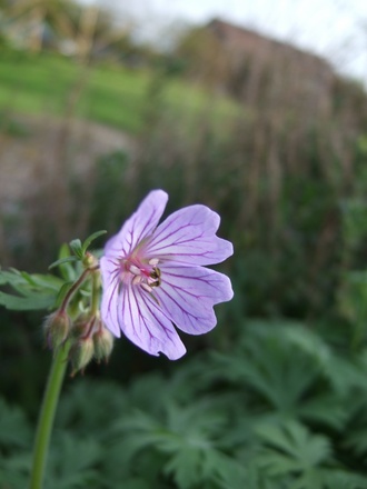 Geranium erianthum (Geranium erianthum)