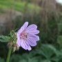 Geranium_erianthum