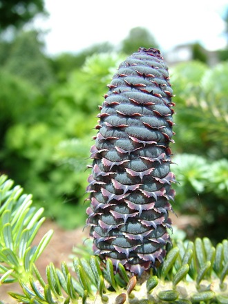 Abies koreana 'Blue Emperor'