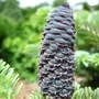 Abies koreana 'Blue Emperor'