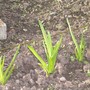 Garlic - growth in a week!!