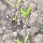 Spinach seedlings????