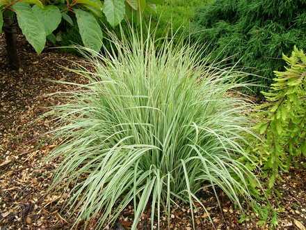 Molinia caerulea 'Claerwen'