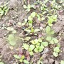 Hmmmm... weeds - but what???