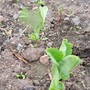 Mange tout my dear?