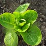 Lettuce 28/04/08