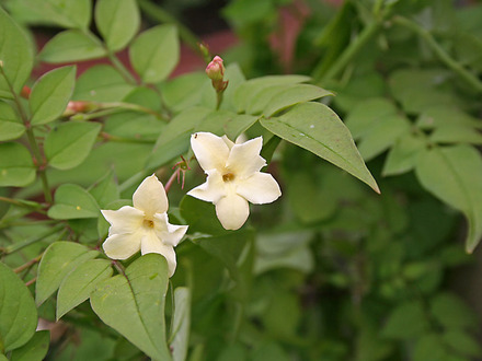 It has finally taken off! (Jasminum officinale 'Clotted Cream')