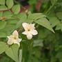 Jasmin