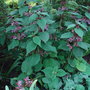 Stachys macrantha (Stachys macrantha)