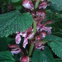 Stachys macrantha - close-up (Stachys macrantha)