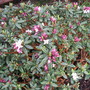 After the rain