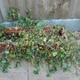 Dehydrated watercress