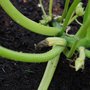 Courgette?