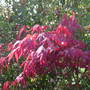 Acer_palmatum_in_the_sun