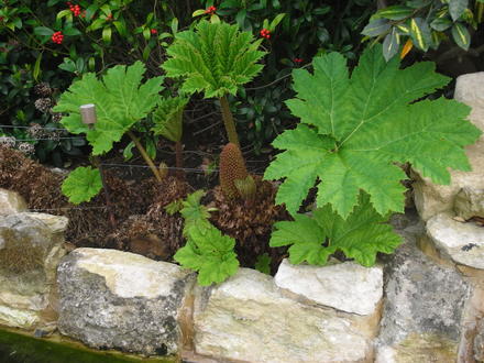 Gunnera Manicata. (Gunnera Manicata)