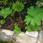 Gunnera Manicata. (Gunnera Manicata)