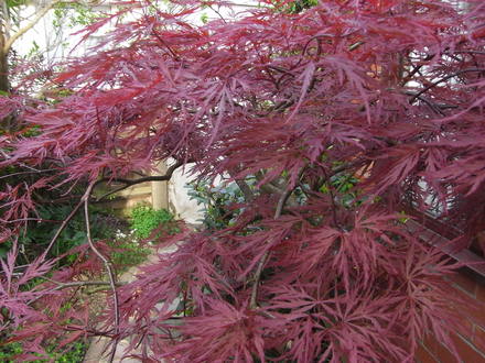 Acer Palmatum 'Red Dragon' (Acer Palmatum 'Red Dragon')