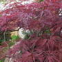 Acer_palmatum__red_dragon_
