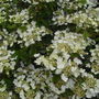 Viburnum_t_m