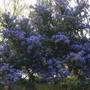 Ceanothus 'Impressus' (Ceanothus impressus)