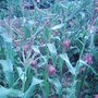 Sweetcorn (Z. rugosa)