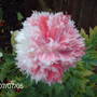 poppy 