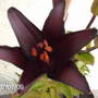 black lily 