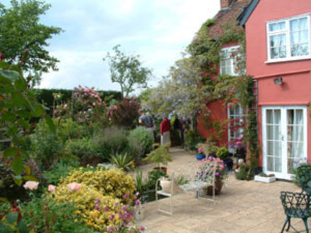 A garden flower photo