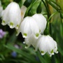Leucojum vernum (Leucojum vernum (Spring snowflake))