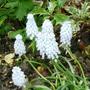muscari