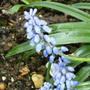muscari