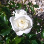 White rose