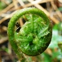 fern about to open