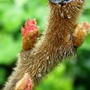 rhus in bud (Rhus typhina (Stag's horn sumach))