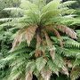 tree fern- new zealand (Dicksonia antarctica (Soft tree fern))