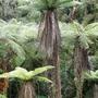 tree ferns -new zealand (Dicksonia antarctica (Soft tree fern))