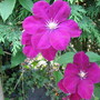 Clematis