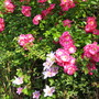 Clematis Little Piilu and Unknown Rose