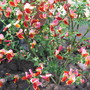 Cytisus