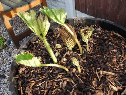 Gunnera_1.jpg