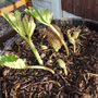 Gunnera_1.jpg