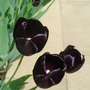 Black Tulip 'Queen of the Night'- April 2008