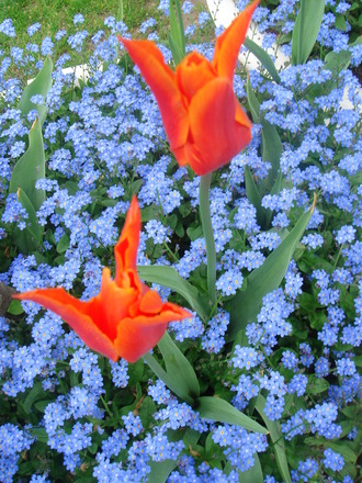 Tulip & Forget Me Nots - April 2008