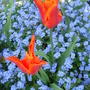 Tulip & Forget Me Nots - April 2008
