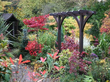 A garden flower photo
